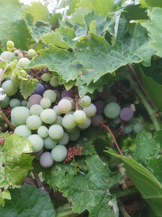 Продава се Къща в с. Пещерна, Област Ловеч - 210 кв.м за 207 €/кв.м - Снимка #16