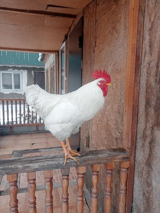 Петух хороший белый