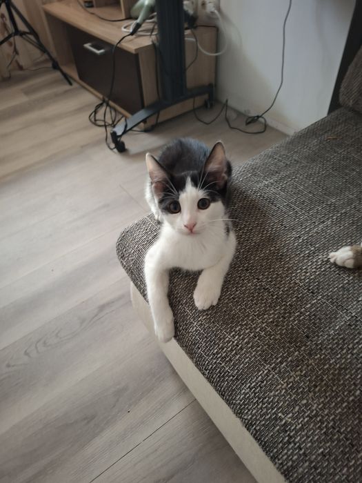 Adoptii   pui pisica