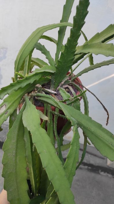 Эпифиллум домашний