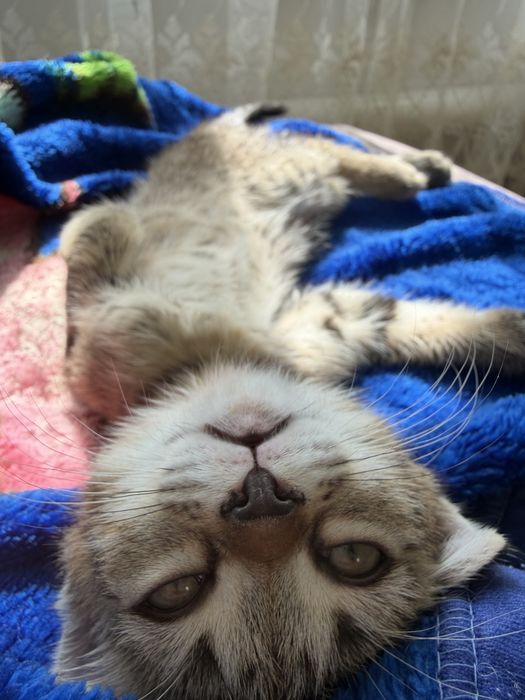Мальчик котенок 3 мес