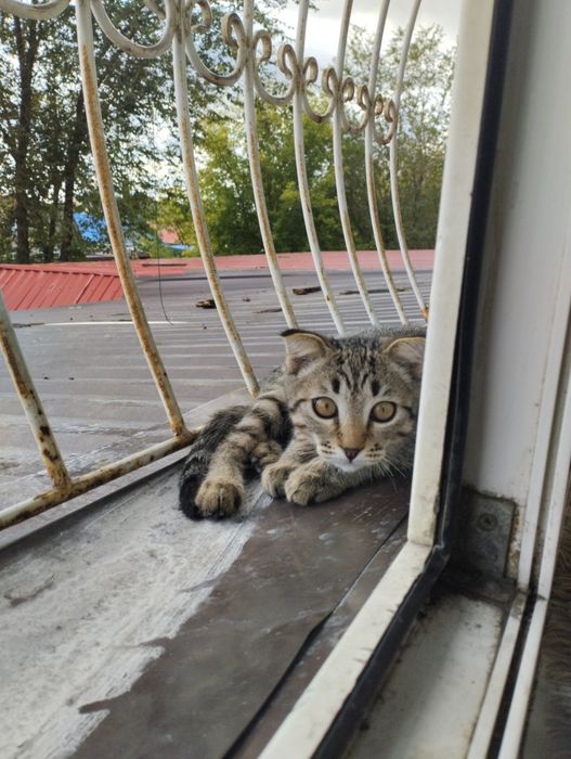 Кострированый кот
