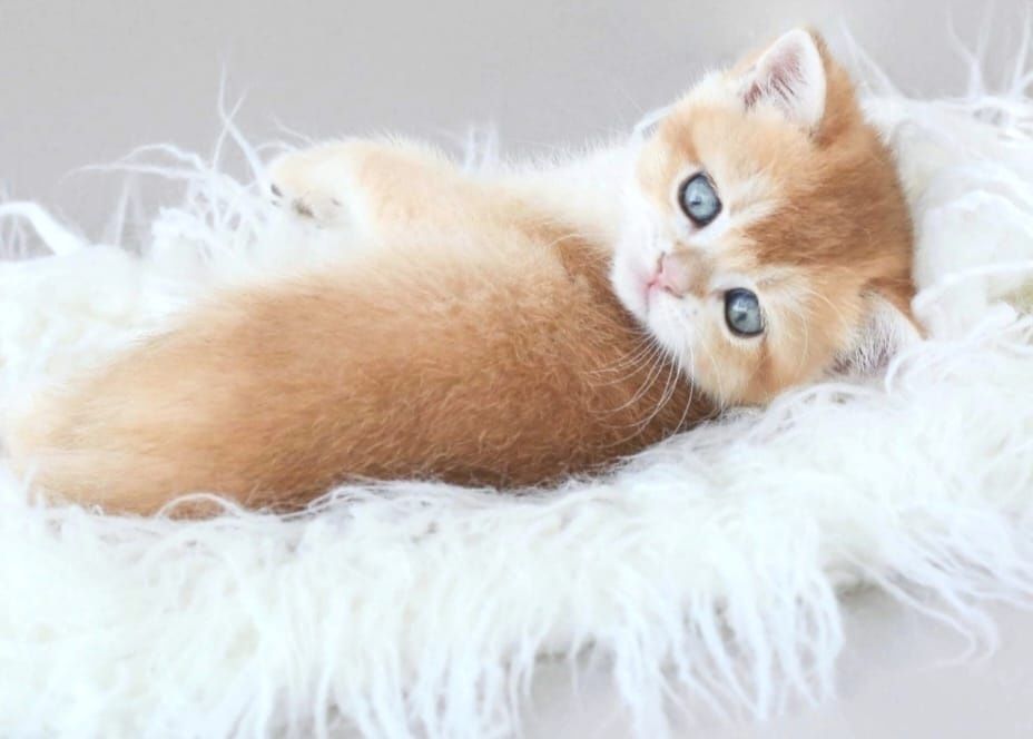 Бриташки ОчаРоваШки шинШиллы