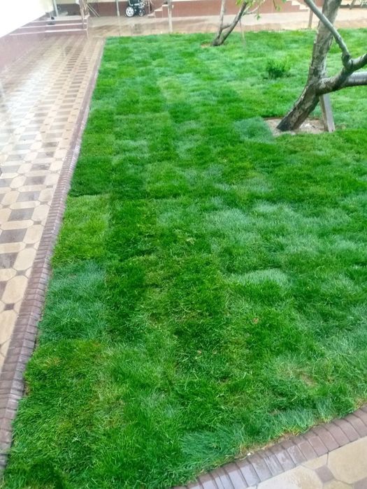 Акция на рулонный газон.