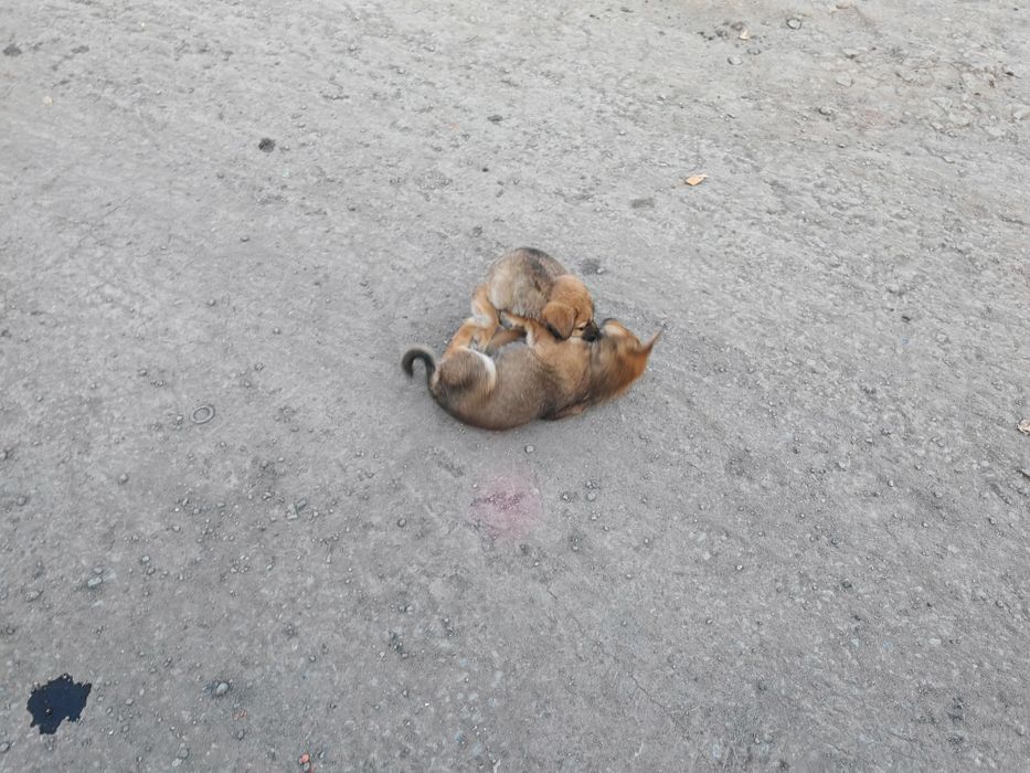 Отдам красивых щенков бесплатно