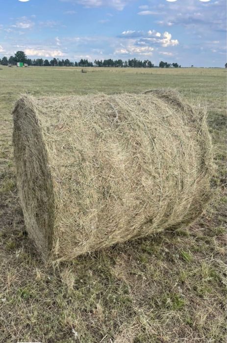 Продаётся качественное, сухое сено в тюках.