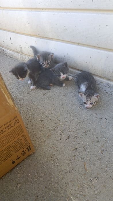 Отдам котят бесплатно