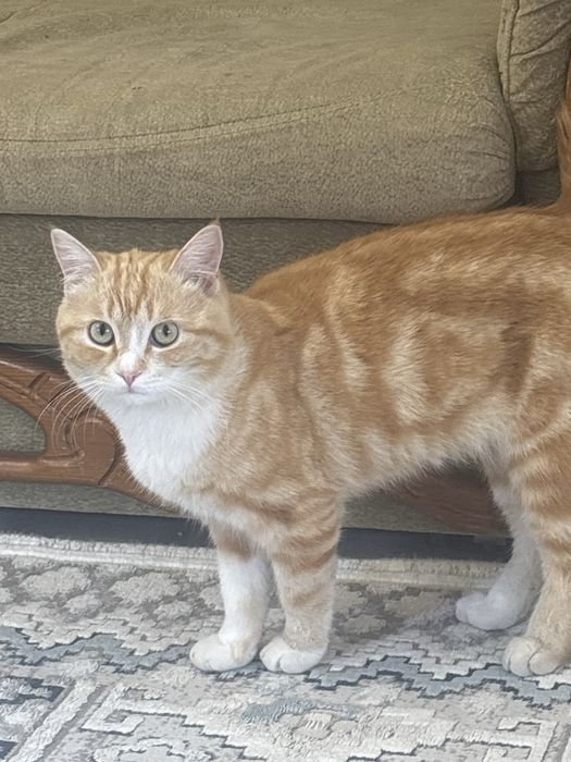 Отдаю котенка в добрые руки!