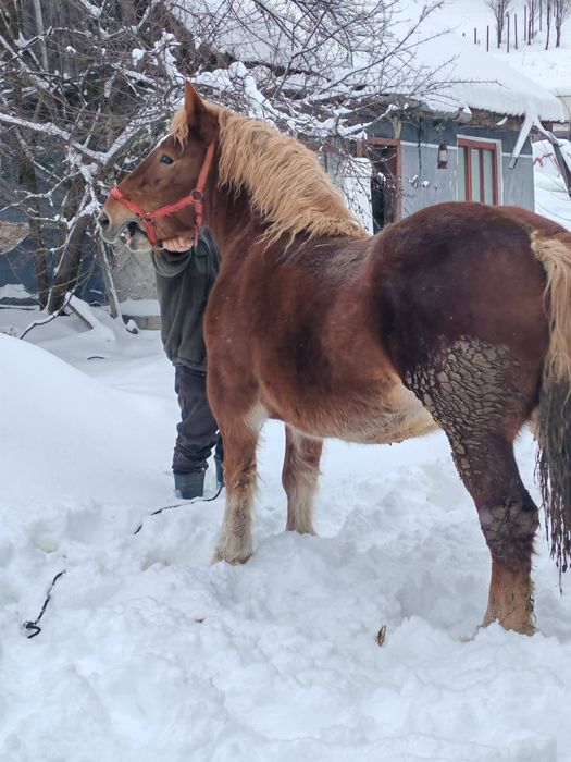 Manza de un an jumate