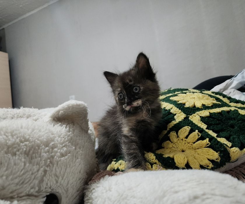 Отдам котёнка бесплатно