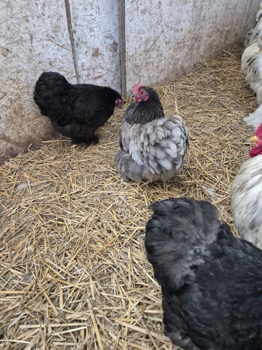 Disponibile perechi și oua cochinchina pitic