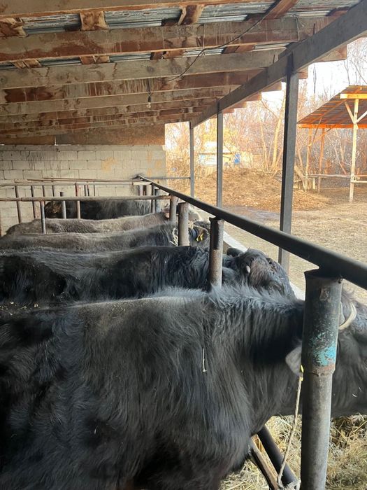 Продаются откормленные бычки