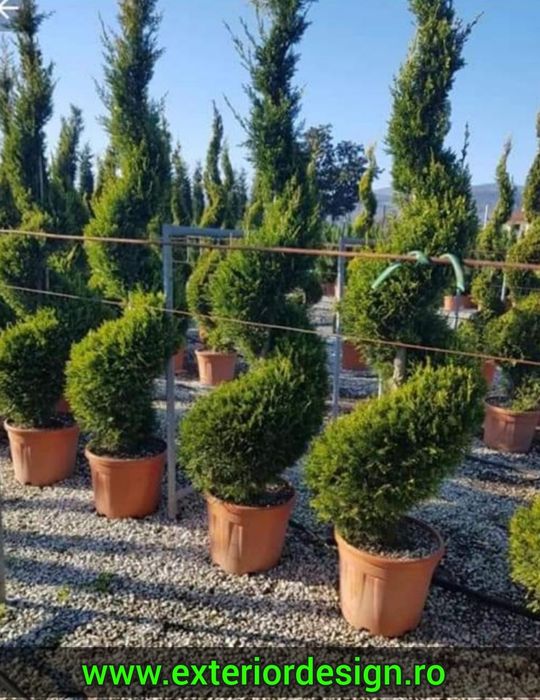leylandii, gard viu plante ornamentale Chiparos Leylandii gard viu, livrare rapidă