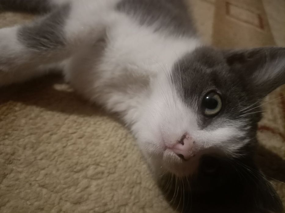 Котёнок крысолов