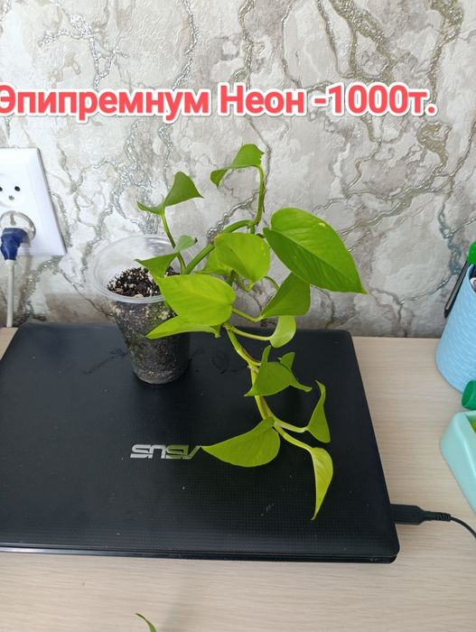 Комнатные растения кжби