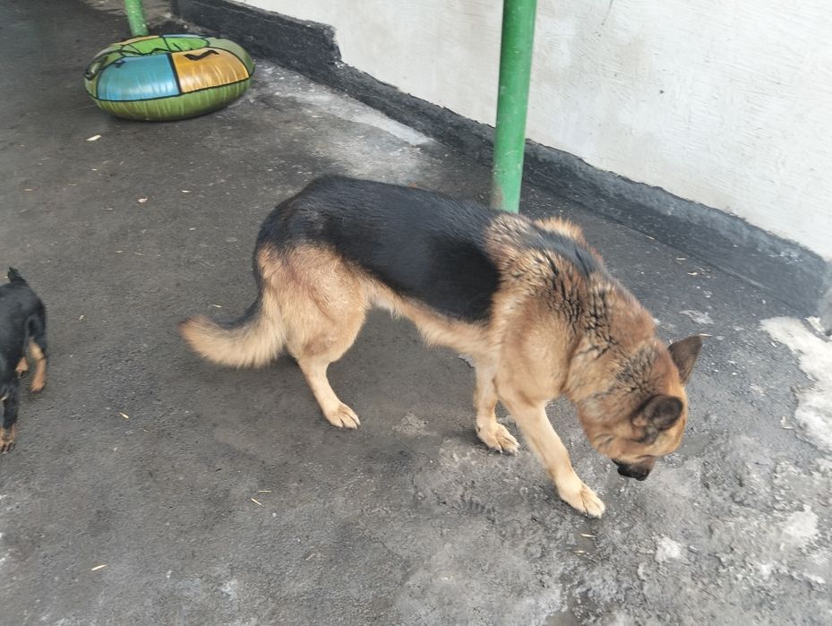 Продам овчарку кабель