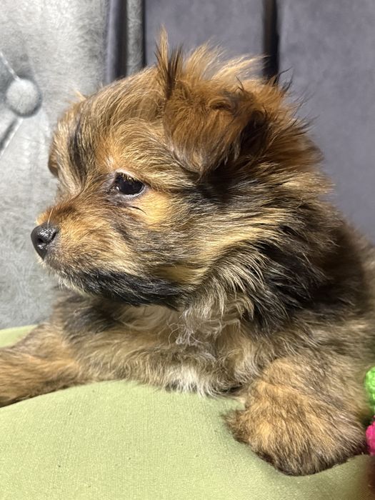 Продаются щенки.