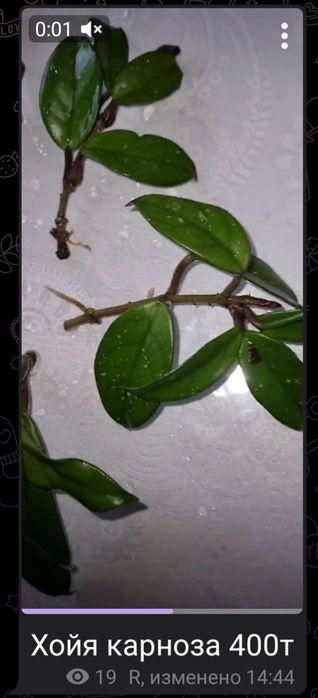 Цветы от 200 до 2500