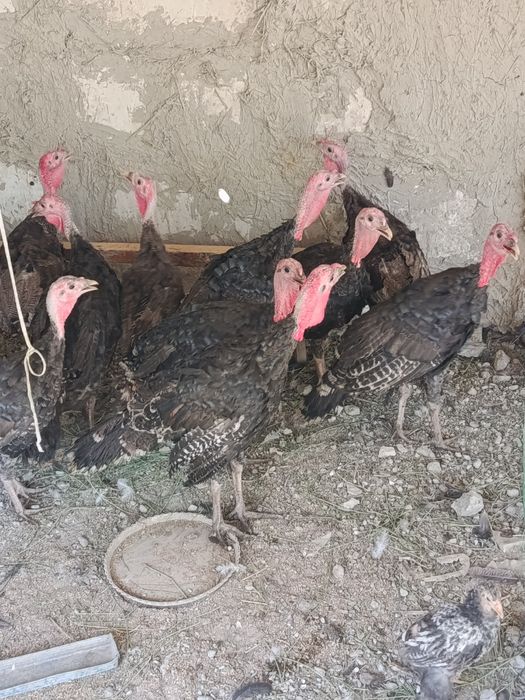 Эрка куркалар сотилади