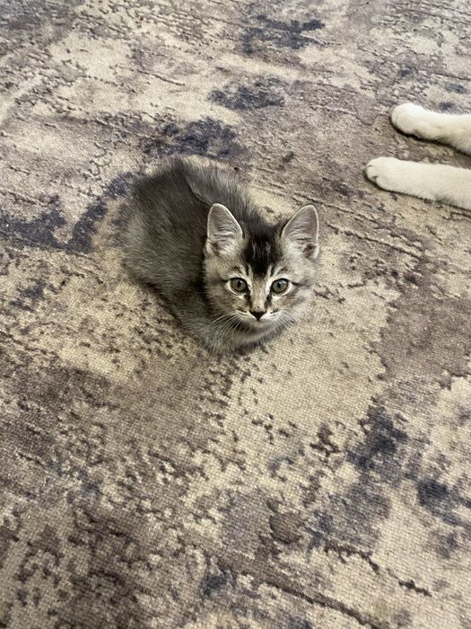Котята лапочки.