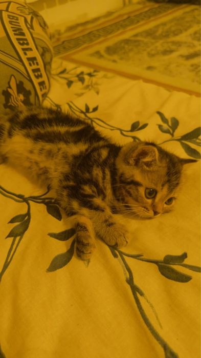 Котёнок маленькая