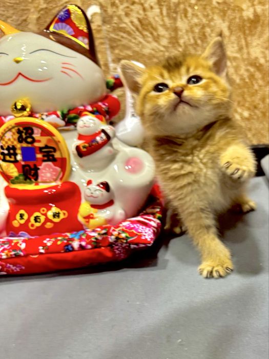 Продается золотая шиншилла