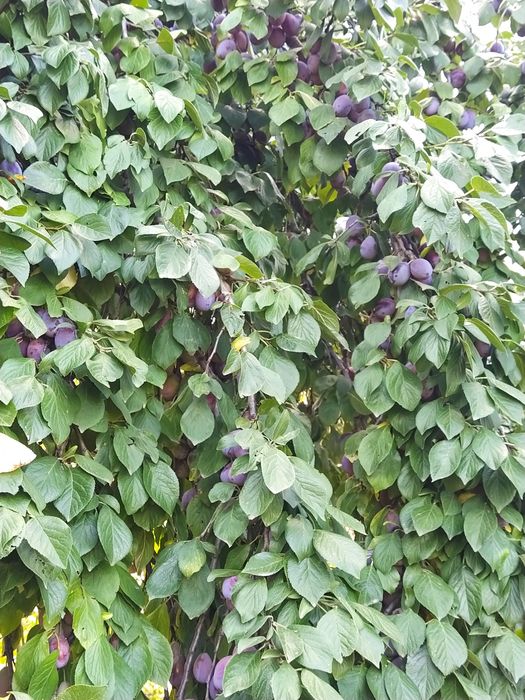 Vând prune pentru țuică cu Brix 28