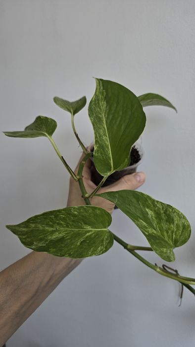 Продам филодендрон, сцинлапсус