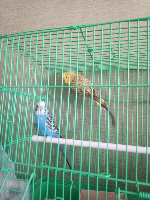 Волнистый попугай