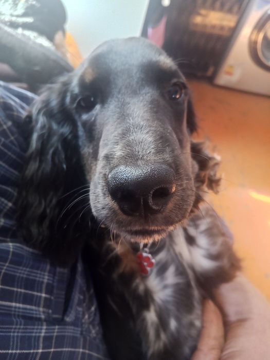 Продам Спаниельку