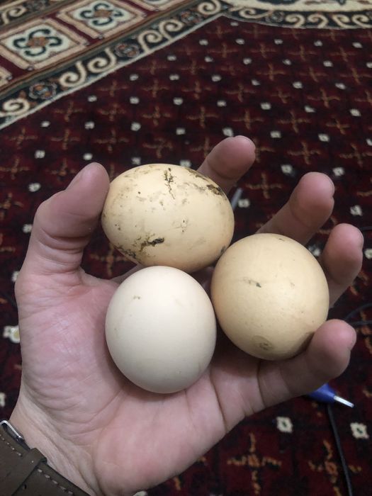 Tuxum qora shahzoda inkubatsyoni