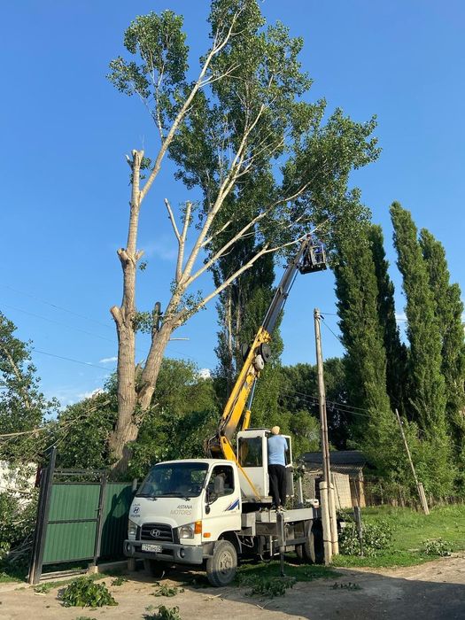 Спил деревьев и обрезка плодовых деревьев