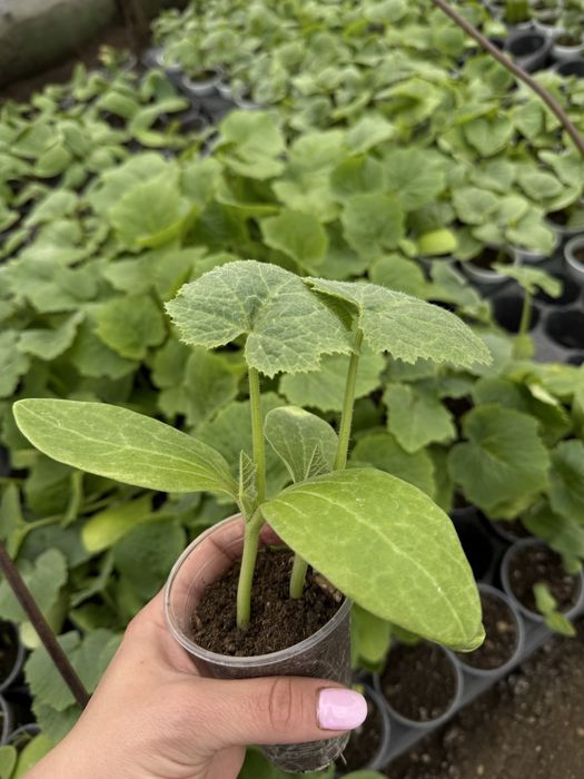 разсад от производител