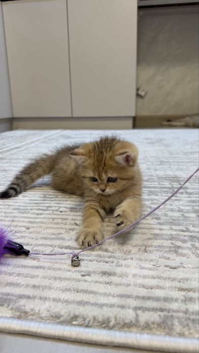 Шотландские страйт-котята