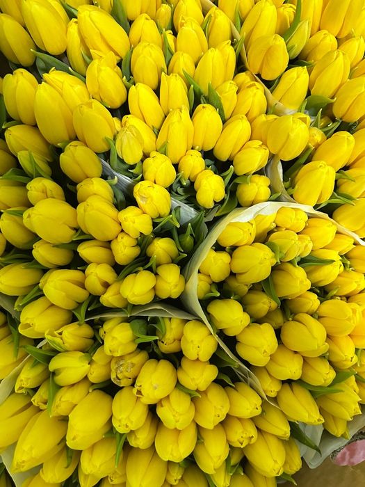 Тюльпаны с доставкой 700