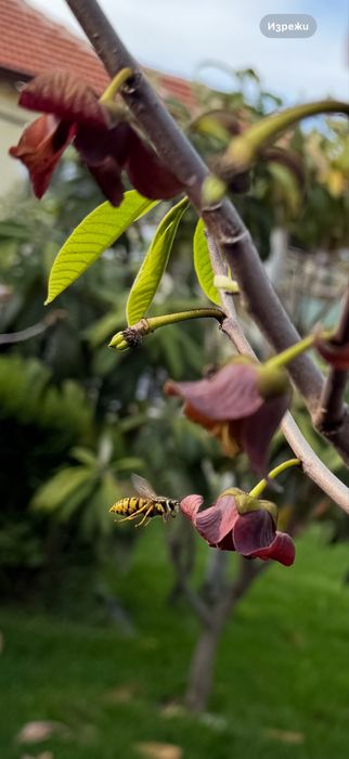 Asimina triloba, American papaw,индиански банан!