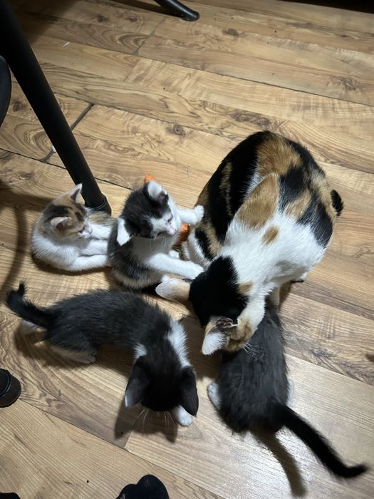 Отдам котят в хорошие руки