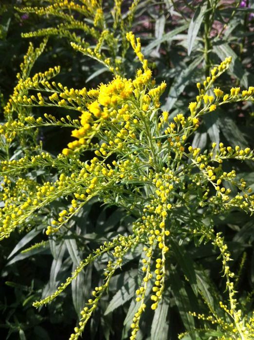 сортовая солидага - золотарник медонос с лимонно желтыми соцветиями