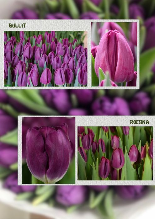 Тюльпаны к 8 марта !