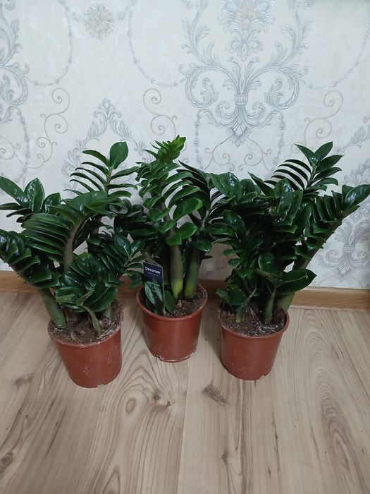 Комнатные растения