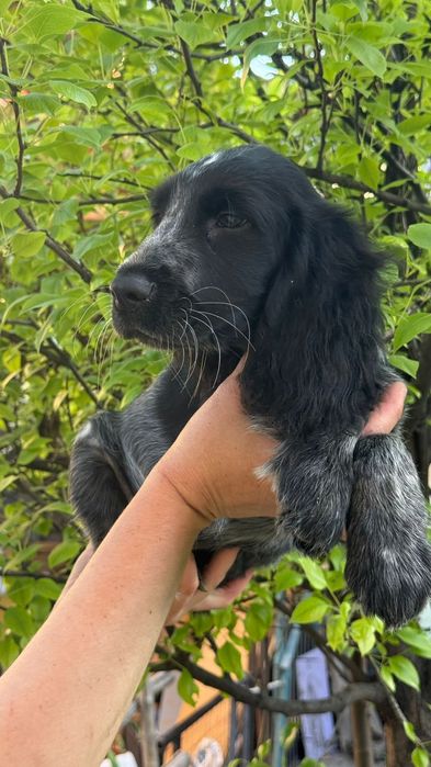 Русский охотничий спаниель