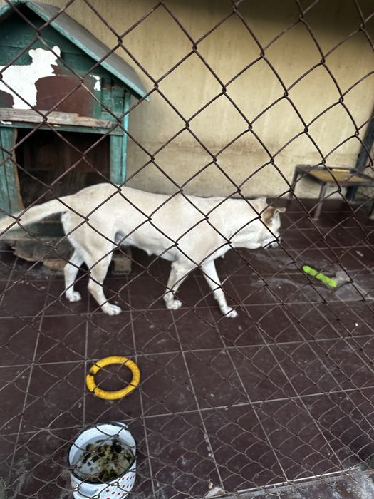 Отдам в хорошие руки