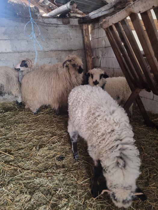 Oi mari turcane de vânzare