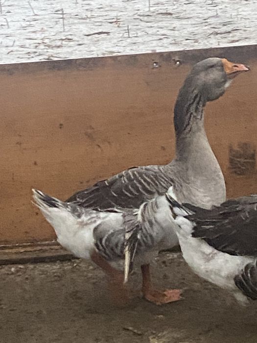 Продам гусаков помесь с холмагором