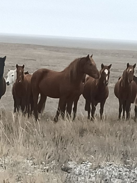 Семыз аигыр сатылады