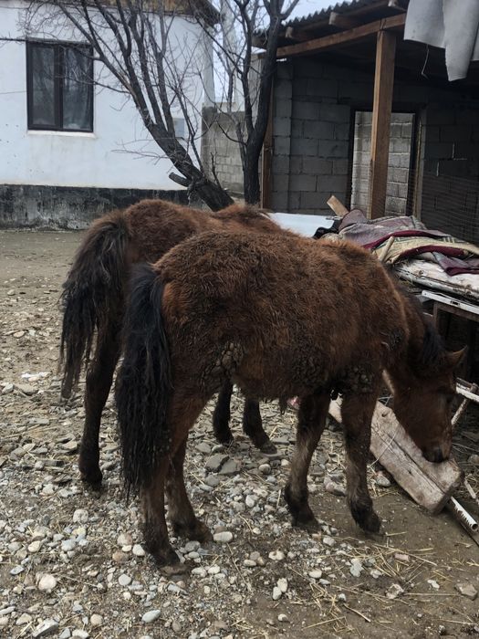 Тай шыгарлар саттылады
