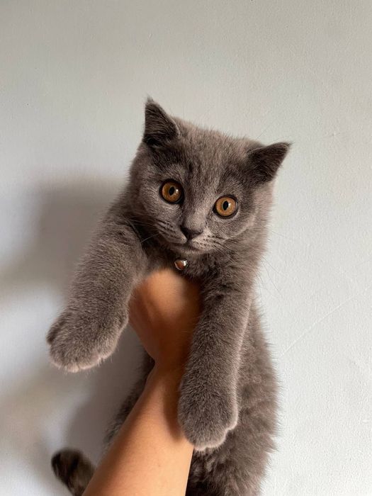 Серий котик мальчик