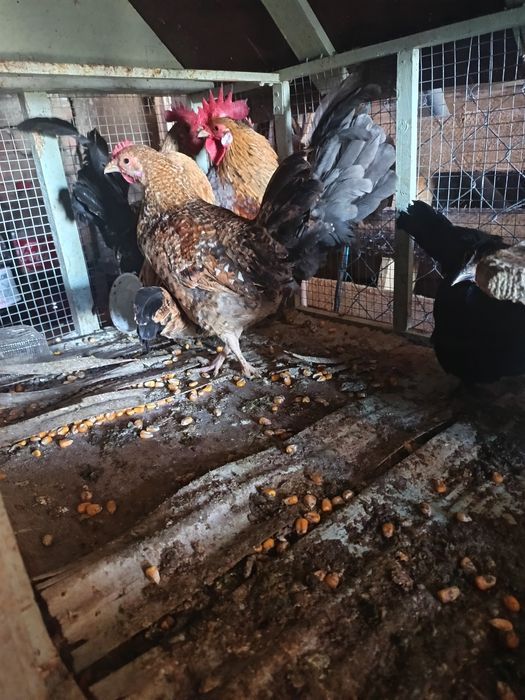 Vând pereche de găini pitice și un mascul de bibilică sau schimb