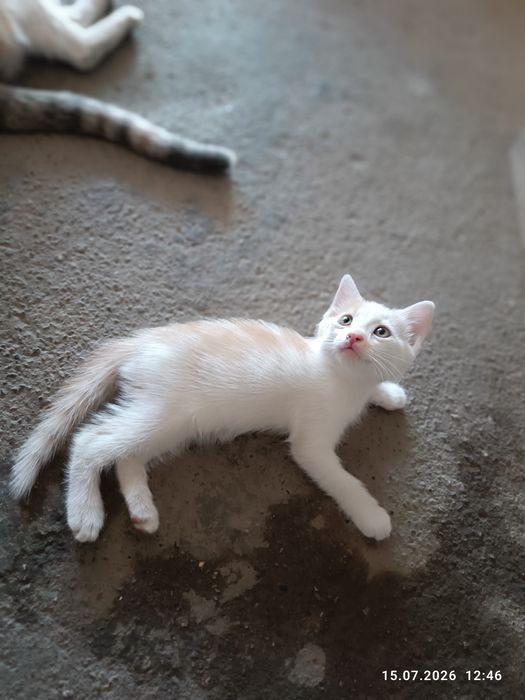 Котята домашние)