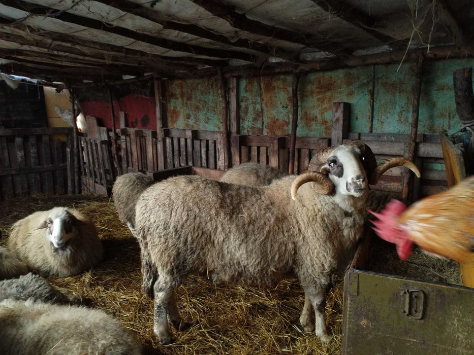 Продавам овен, три годишен